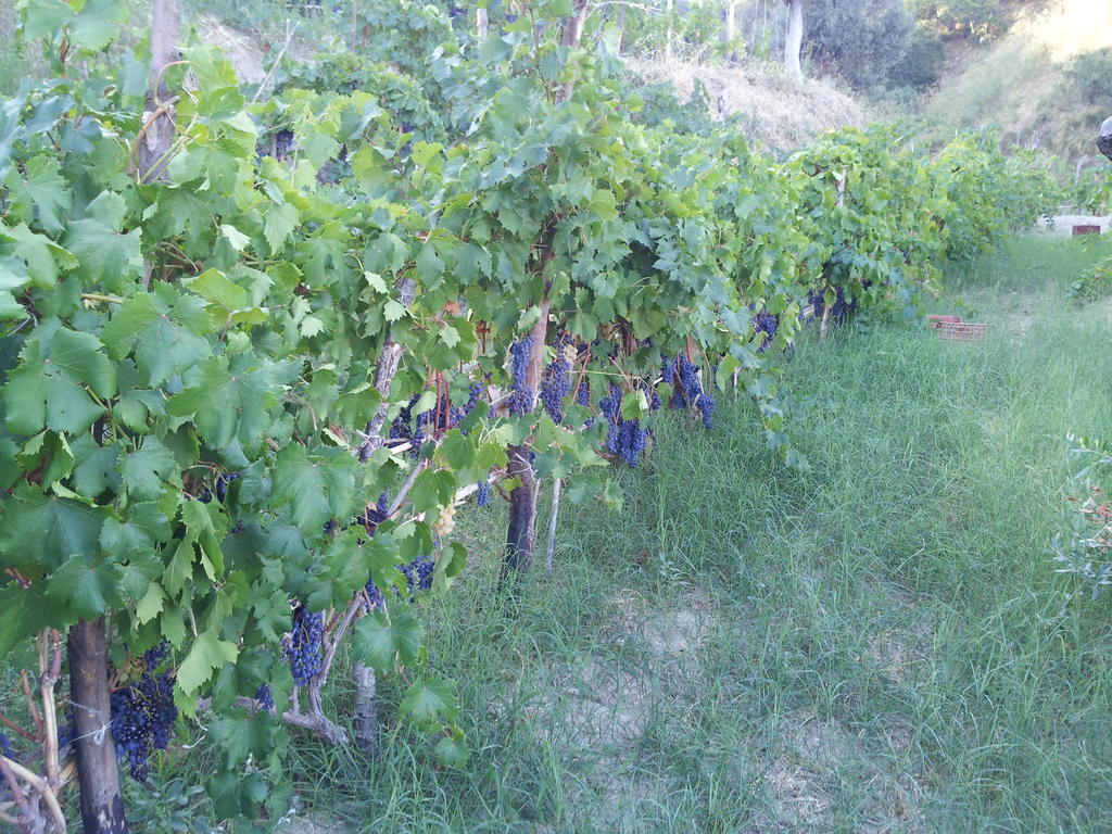 Il Giardino Di Ausonia Bed & Breakfast Reggio di Calabria Luaran gambar